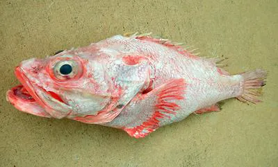 Cape rockfish (Trachyscorpia eschmeyeri)