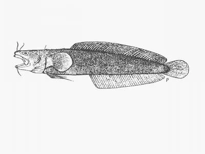 Cape rockling (Gaidropsarus capensis)