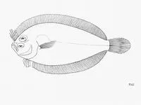 Cape scaldfish (Arnoglossus capensis)
