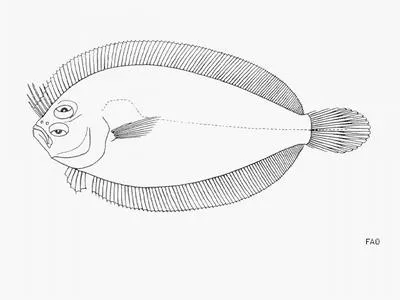 Cape scaldfish (Arnoglossus capensis)