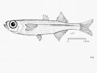 Cape silverside (Atherina breviceps)