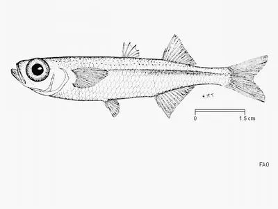 Cape silverside (Atherina breviceps)