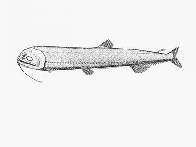 Cape snaggletooth (Neonesthes capensis)