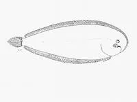 Cape sole (Heteromycteris capensis)