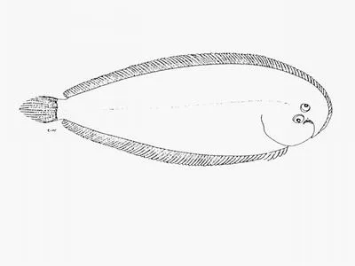 Cape sole (Heteromycteris capensis)