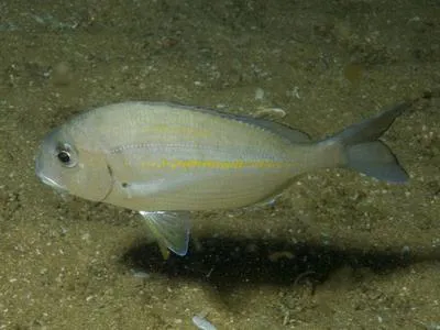 Cape stumpnose (Rhabdosargus holubi)