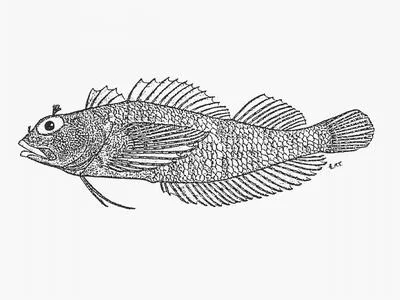 Cape triplefin (Cremnochorites capensis)