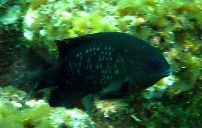 Cape Verde gregory (Stegastes imbricatus)