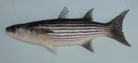 Cape Verde mullet (Chelon bispinosus)