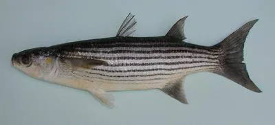 Cape Verde mullet (Chelon bispinosus)