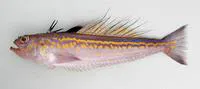 Cape Verde weever (Trachinus pellegrini)