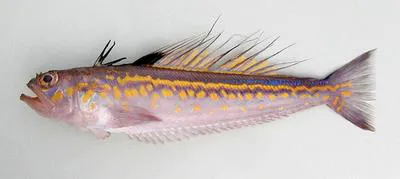 Cape Verde weever (Trachinus pellegrini)