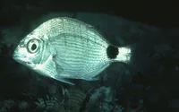 Cape white seabream (Diplodus capensis)