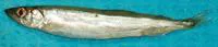 Capelin (Mallotus villosus)