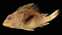 Capricorn gurnard perch (Neosebastes capricornis)