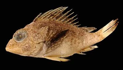 Capricorn gurnard perch (Neosebastes capricornis)