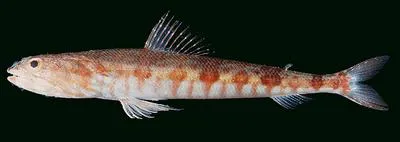 Capricorn lizardfish (Synodus capricornis)