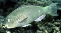 Captain parrotfish (Chlorurus enneacanthus)