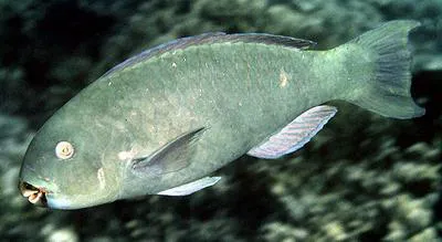 Captain parrotfish (Chlorurus enneacanthus)