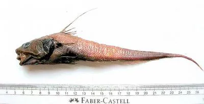 Carapine grenadier (Coryphaenoides carapinus)