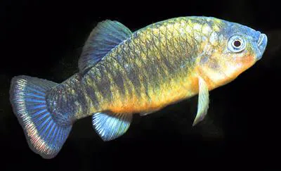 Carbonera pupfish (Cyprinodon fontinalis)