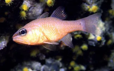 Cardinal fish (Apogon imberbis)