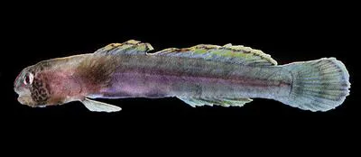 Cardinal goby (Kelloggella cardinalis)