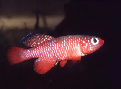 Cardinal Nothobranchius (Nothobranchius cardinalis)
