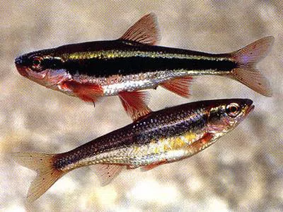 Cardinal shiner (Luxilus cardinalis)