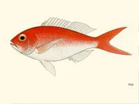 Cardinal snapper (Pristipomoides macrophthalmus)