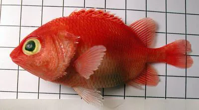 Cardinal soldierfish (Plectrypops retrospinis)