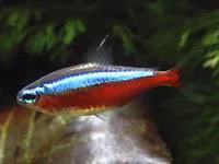 Cardinal tetra (Paracheirodon axelrodi)