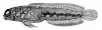 Cargados jawfish (Opistognathus simus)