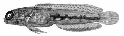 Cargados jawfish (Opistognathus simus)