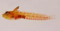 Caribbean blenny (Emblemaria caldwelli)