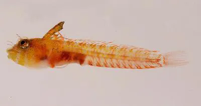 Caribbean blenny (Emblemaria caldwelli)