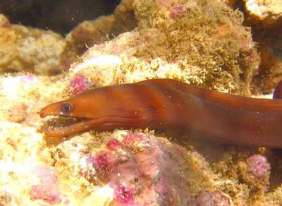 Caribbean chestnut moray (Enchelycore carychroa)