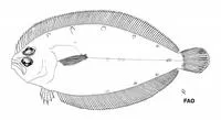 Caribbean flounder (Trichopsetta caribbaea)
