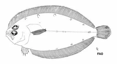 Caribbean flounder (Trichopsetta caribbaea)