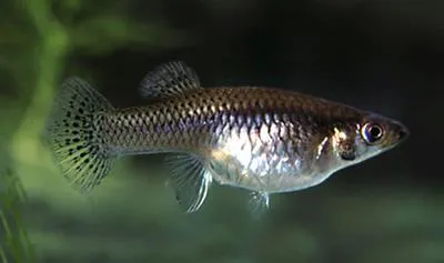 Caribbean gambusia (Gambusia puncticulata)