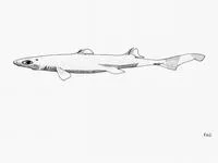 Caribbean lanternshark (Etmopterus hillianus)