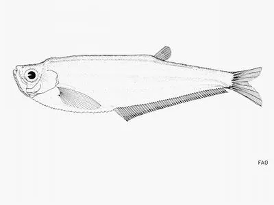 Caribbean longfin herring (Odontognathus compressus)
