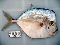 Caribbean moonfish (Selene brownii)