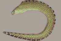 Caribbean ocellated moray (Gymnothorax ocellatus)
