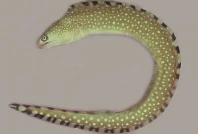 Caribbean ocellated moray (Gymnothorax ocellatus)
