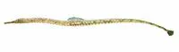 Caribbean pipefish (Syngnathus caribbaeus)