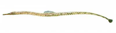Caribbean pipefish (Syngnathus caribbaeus)