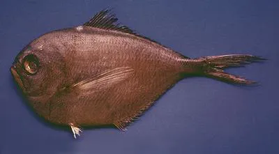 Caribbean pomfret (Brama caribbea)