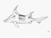 Caribbean roughshark (Oxynotus caribbaeus)