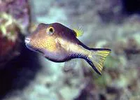 Caribbean sharpnose-puffer (Canthigaster rostrata)